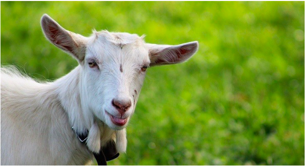 Jovie Goat Stage 1 (0-6 months) – HippHolleHouston