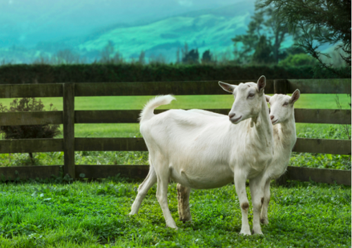 nanycare manufacturer image