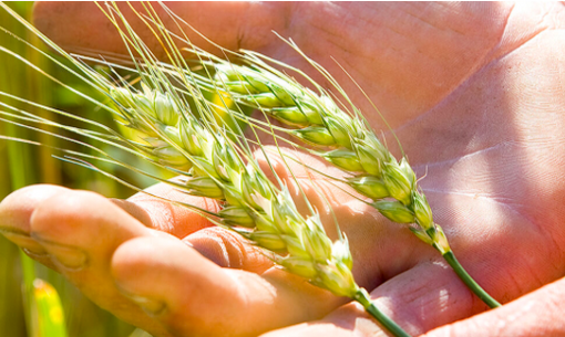 Lebenswert manufacturer image